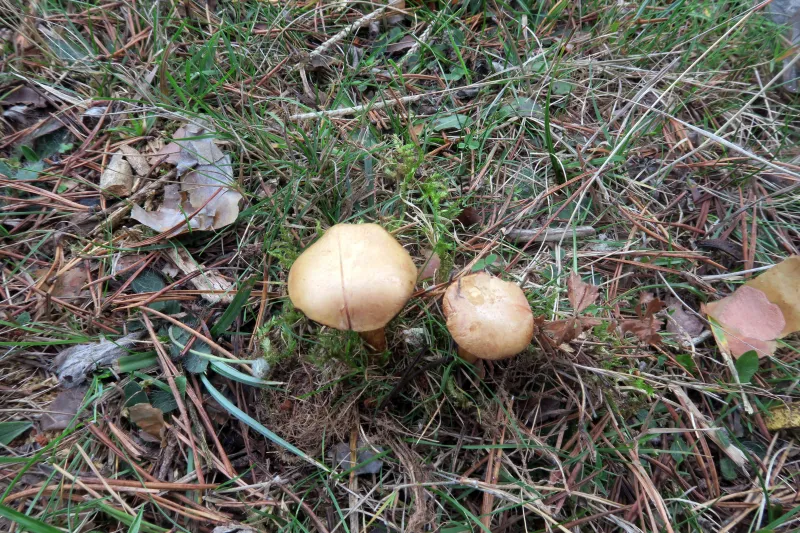 Chalciporus piperatus 1 - IMG_2282